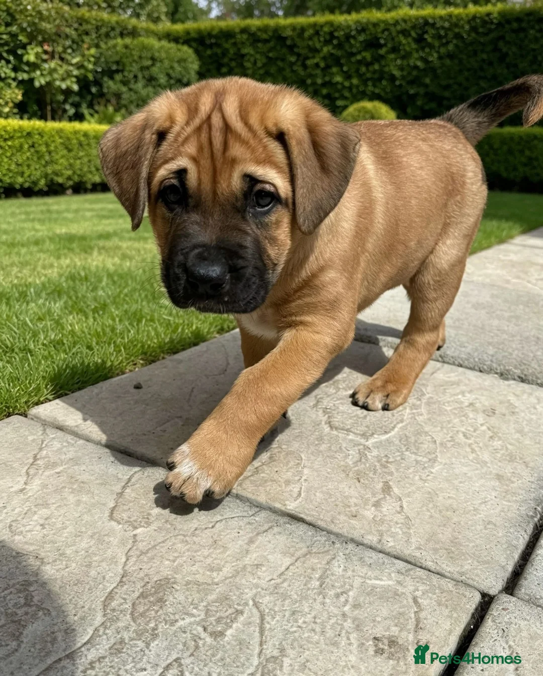 Mixed Breed dogs for sale:  £850! Ready! Stunning Kangal cross  - Advert 1