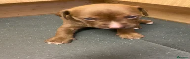 Old Tyme Bulldog 6