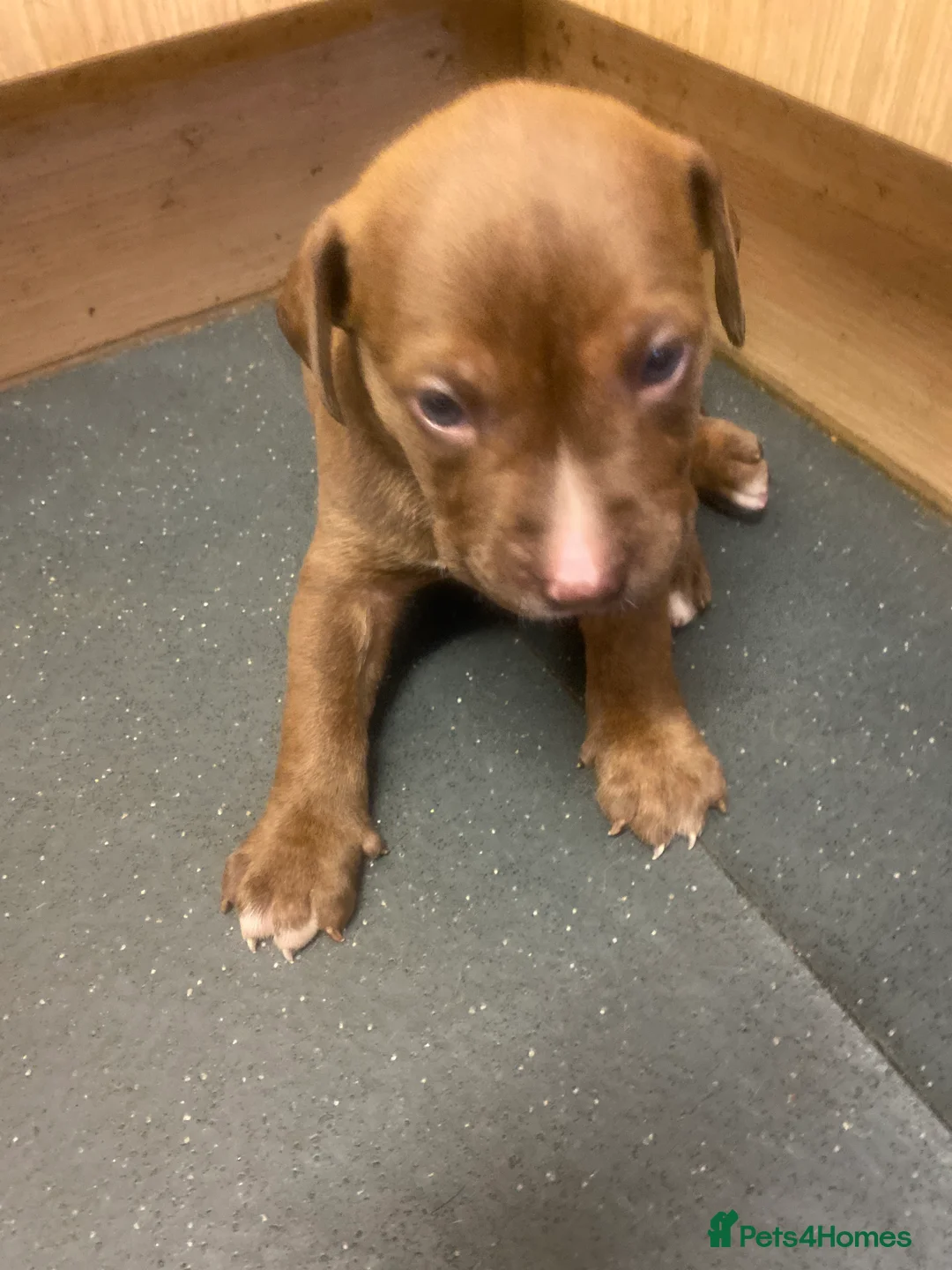Old Tyme Bulldog dogs for sale: Blue staff Old tyme bulldog  in London - Advert 2