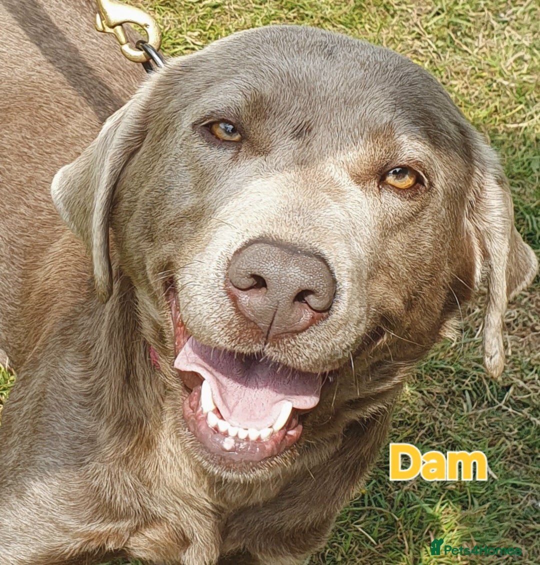 Labrador Retriever dogs for sale: Gorgeous KC Silver Labrador Puppies. - Image 15