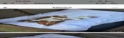 Jack Russell dogs for sale: Jack Russell puppies  - Advert 9