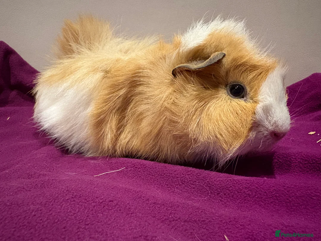 Guinea Pig rodents for sale: Pair of male guinea pigs looking forever home - Advert 4