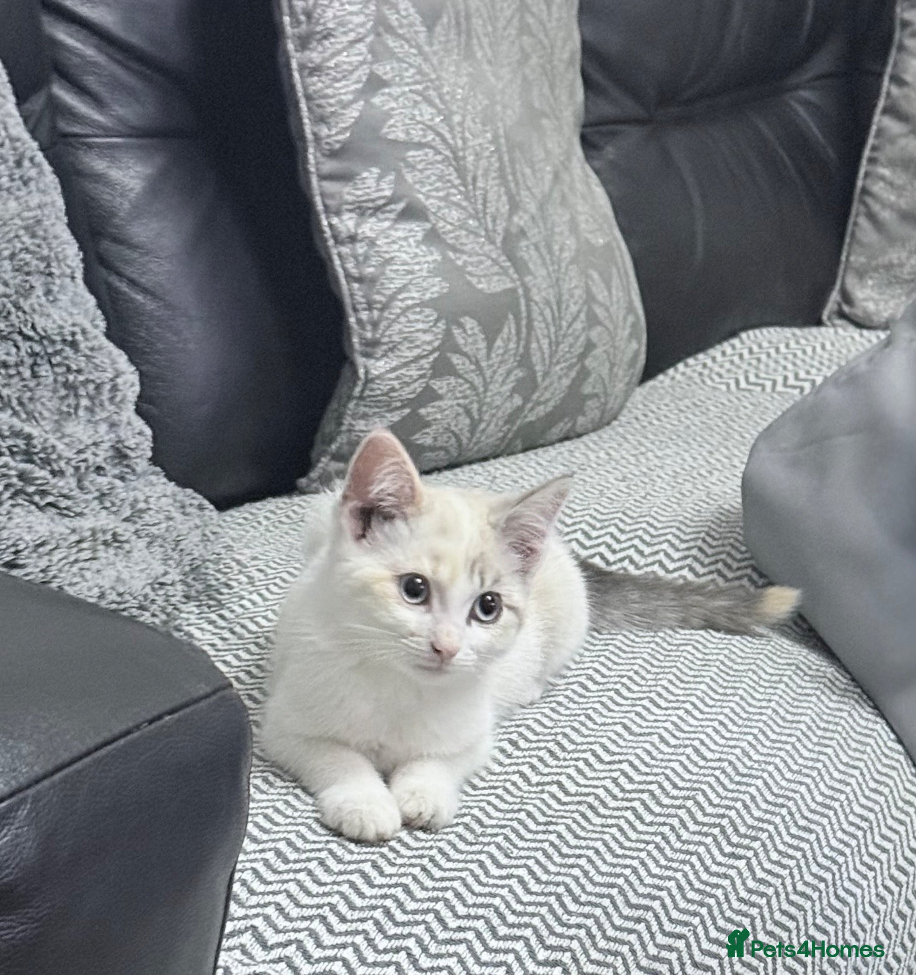 Ragdoll cats Gorgeous Ragdoll Female – Complete Package - Advert 7