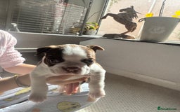 Boston Terrier dogs for sale: Boston Terrier Pups  - Image 9