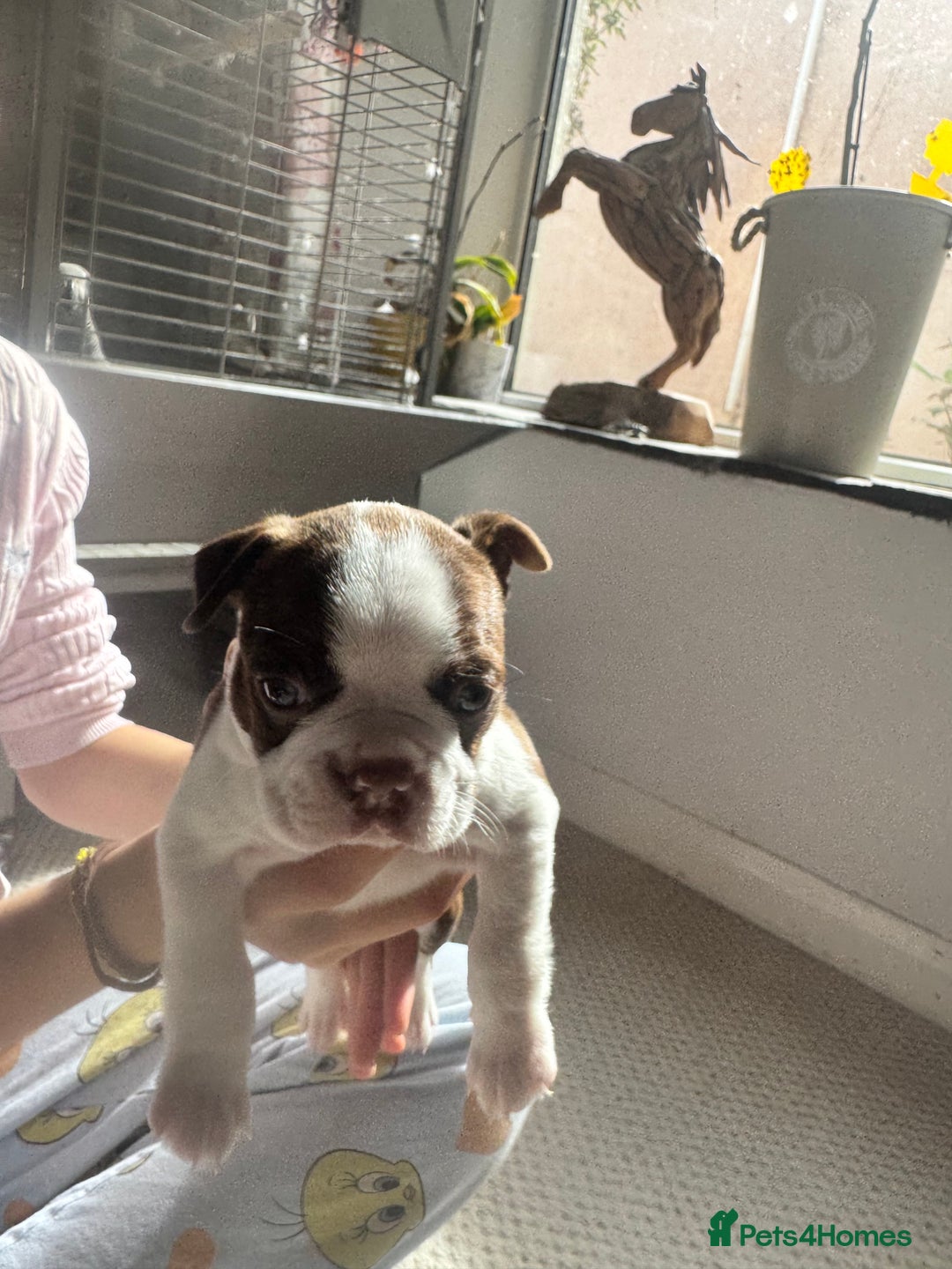 Boston Terrier dogs for sale: Boston Terrier Pups  - Image 9