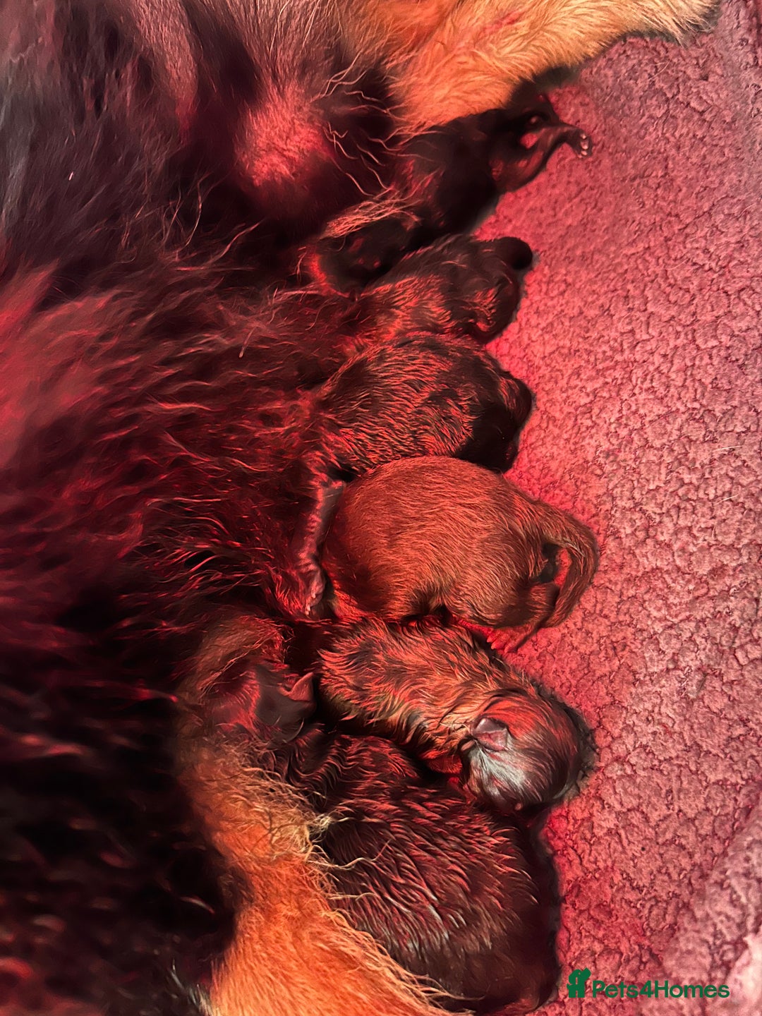 Pomeranian dogs for sale: Purebred fluffy Pomeranian puppies mum Russian! - Advert 9