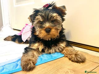 Yorkshire Terrier dogs 🌸 Yorkshire Terrier Girl🌸 - Advert 18