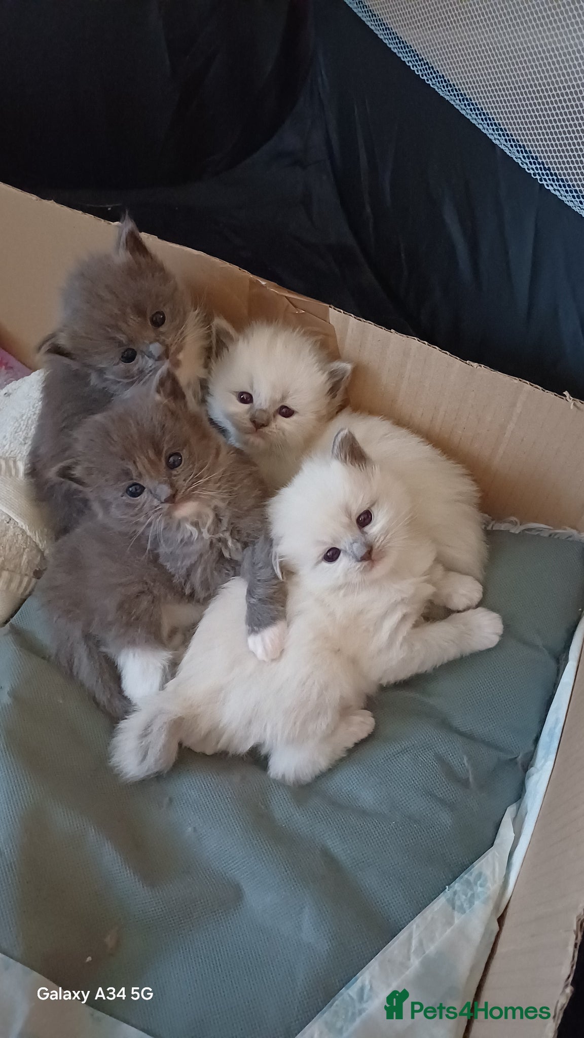 Mixed Breed cats 4 persian ragdolls ( one grey reserved) - Advert 2