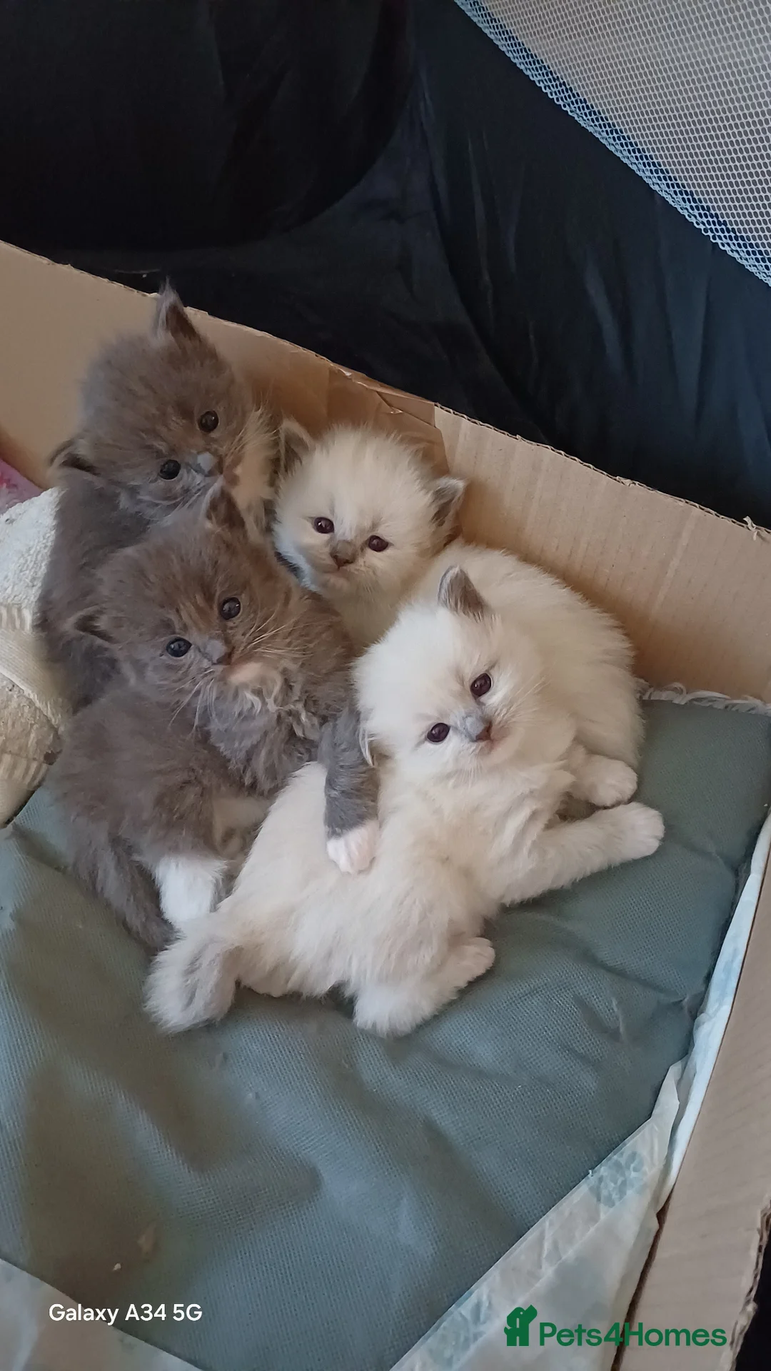 Mixed Breed cats for sale: 4 persian ragdolls ( one grey reserved).  - Advert 1