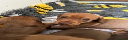 Miniature Dachshund dogs for sale: 4 beautiful miniature daushunds for sale - Advert 8