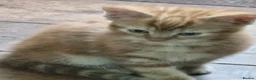 Domestic Shorthair cats for sale: Playful ginger boy,  - Advert 7