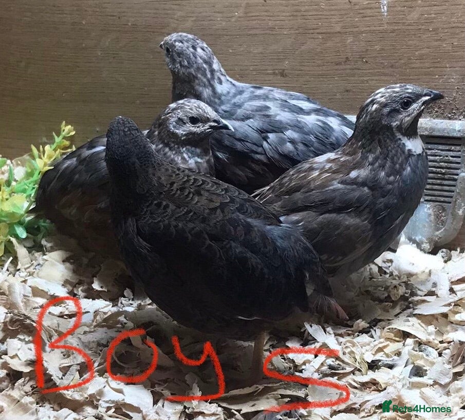 Quail poultry FEMALE CHINESE PAINTED BUTTON QUAILS ! - Advert 8