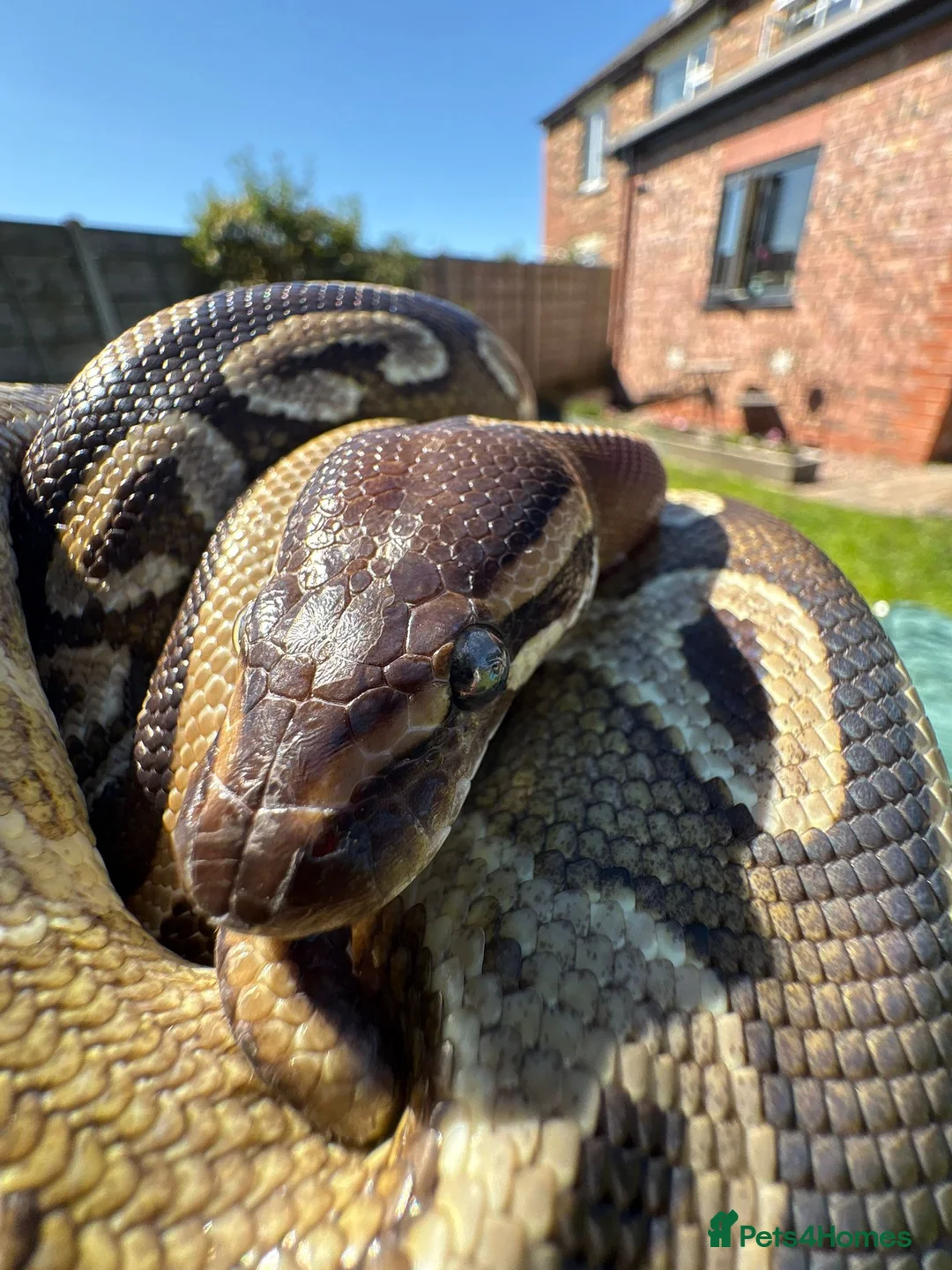 Python Snake reptiles for sale: Friendly ball python unusual markings! - Advert 1