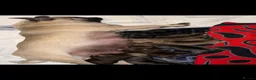 Pug dogs for sale: Gorgeous Pug Puppies - Advert 12