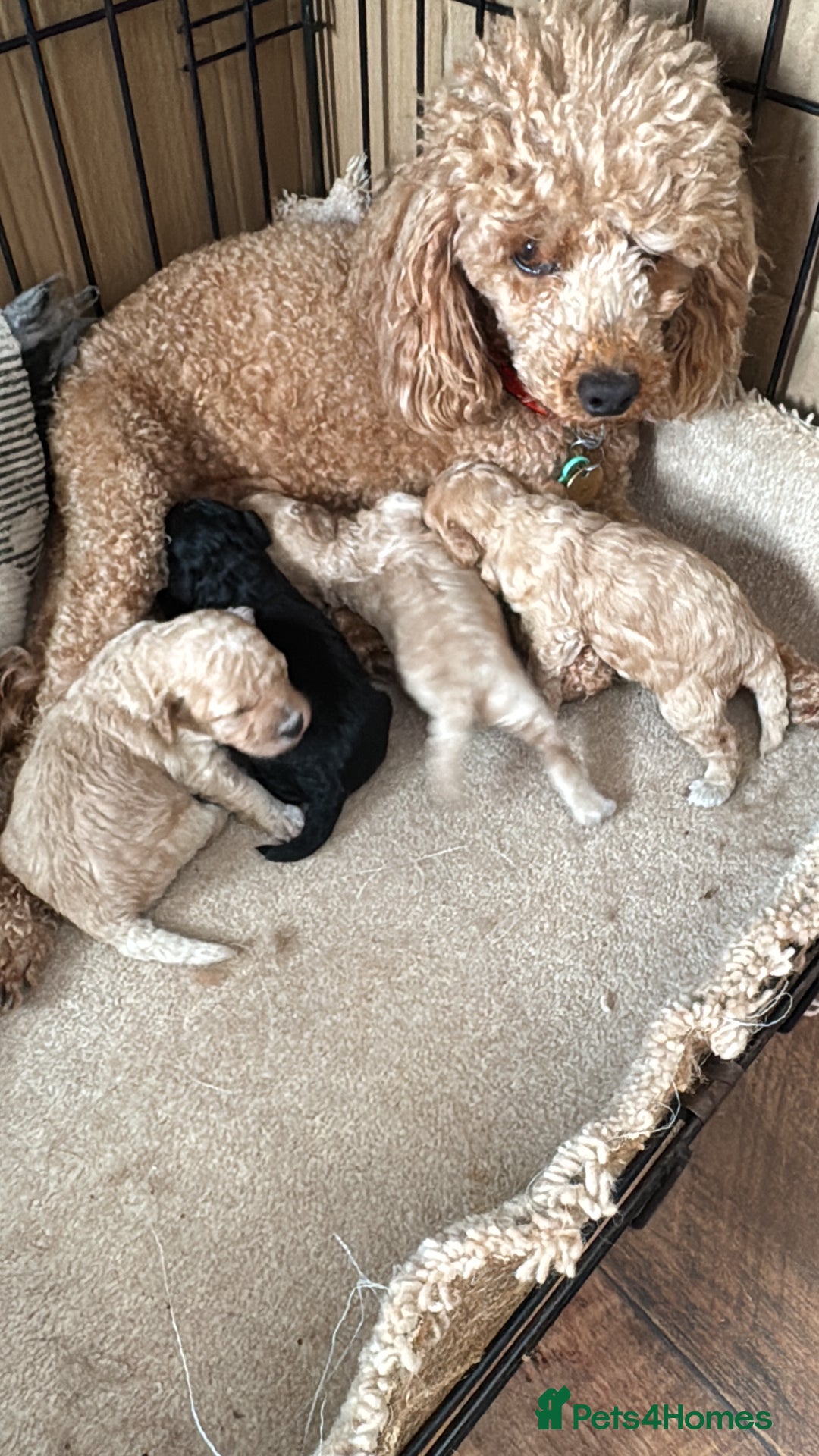 Toy Poodle dogs for sale: Toy Poodles  - Image 10