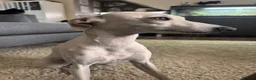 Italian Greyhound dogs for stud: Italian greyhound for stud - cream in Bournemouth - Advert 2