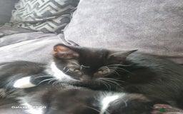 Domestic Shorthair cats for sale: three male kittens  - Image 2