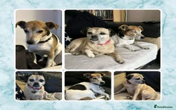 Jack Russell dogs for adoption: Jabu & Mackie 9 & 13 jack Russell pug - Image 1