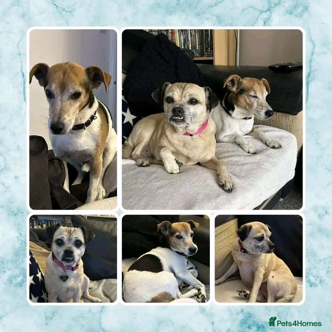Jack Russell dogs for adoption: Jabu & Mackie 9 & 13 jack Russell pug - Image 1
