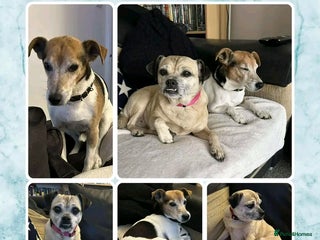 Jack Russell dogs for adoption - Advert 1