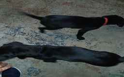 Mixed Breed dogs for sale:  Dalmador female puppies - Image 6
