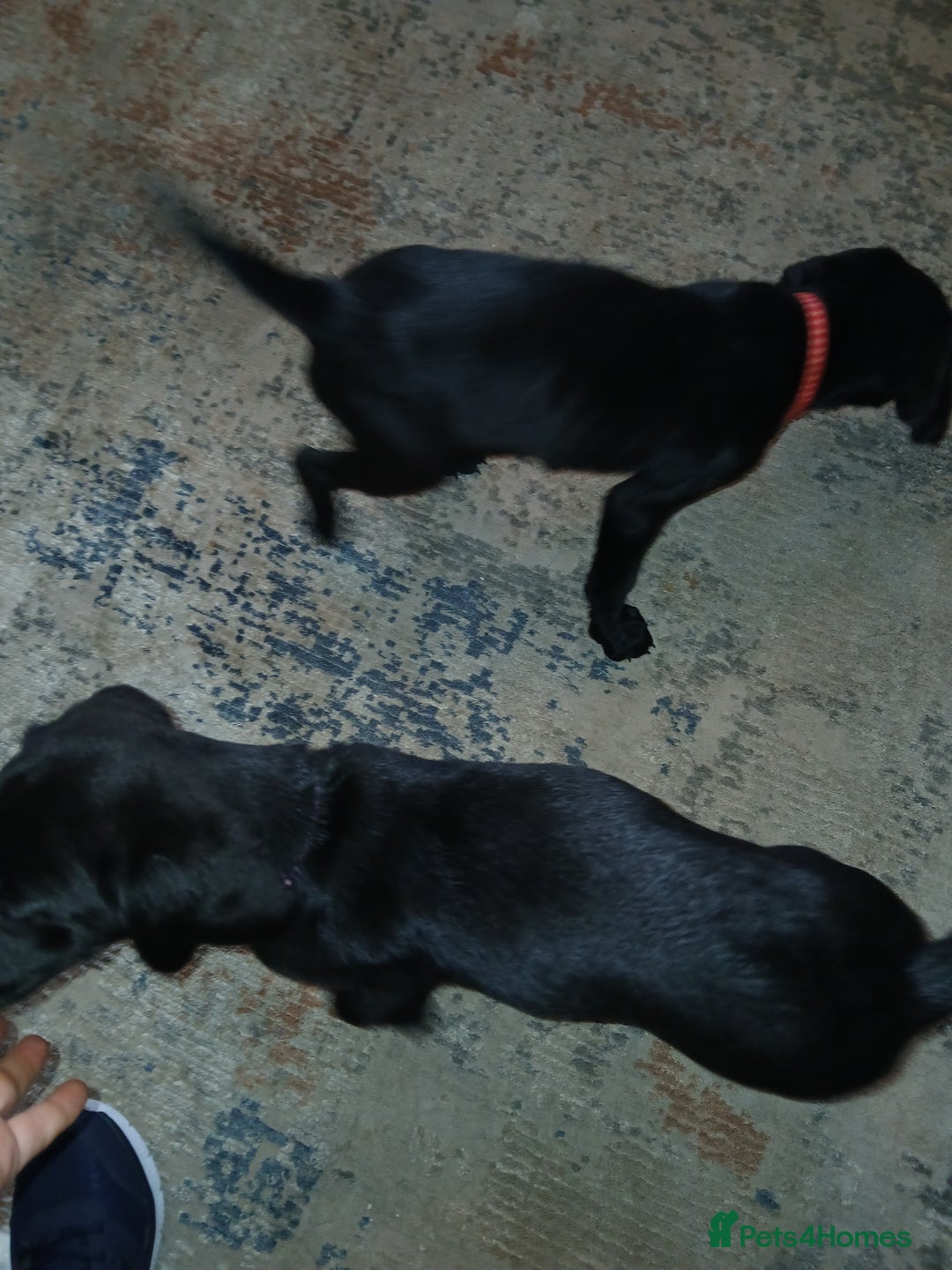Mixed Breed dogs for sale:  Dalmador female puppies - Image 6