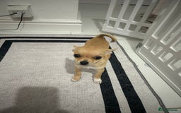 Chihuahua dogs for sale: Miniature chihuahua puppies (champion litter)  - Image 20