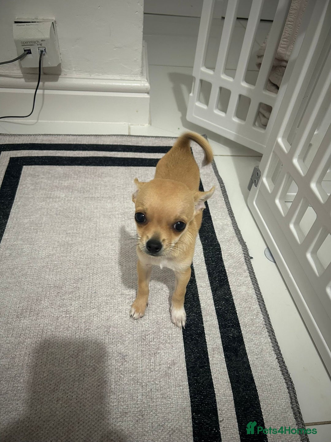 Chihuahua dogs for sale: Miniature chihuahua puppies (champion litter)  - Image 20