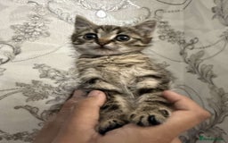 Mixed Breed cats for sale: Kitten for sale  - Image 4