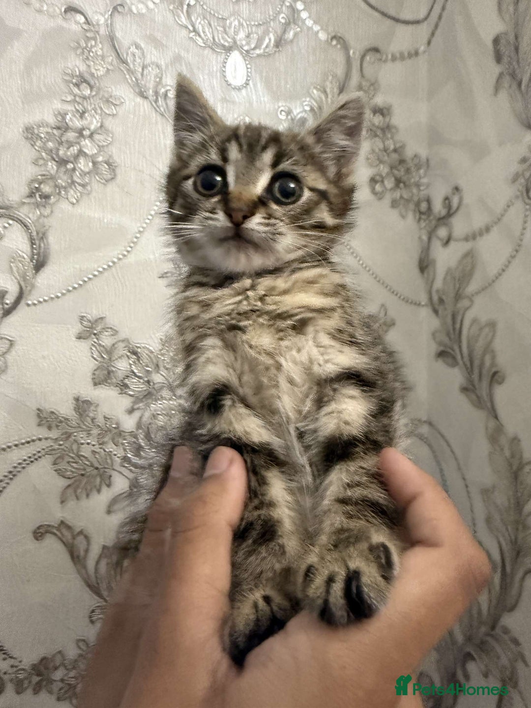 Mixed Breed cats for sale: Kitten for sale  - Image 4