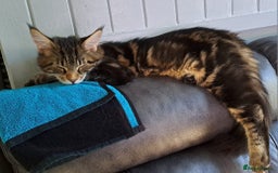 Maine Coon cats for sale: Purebred Maincoon Kitten - Image 8