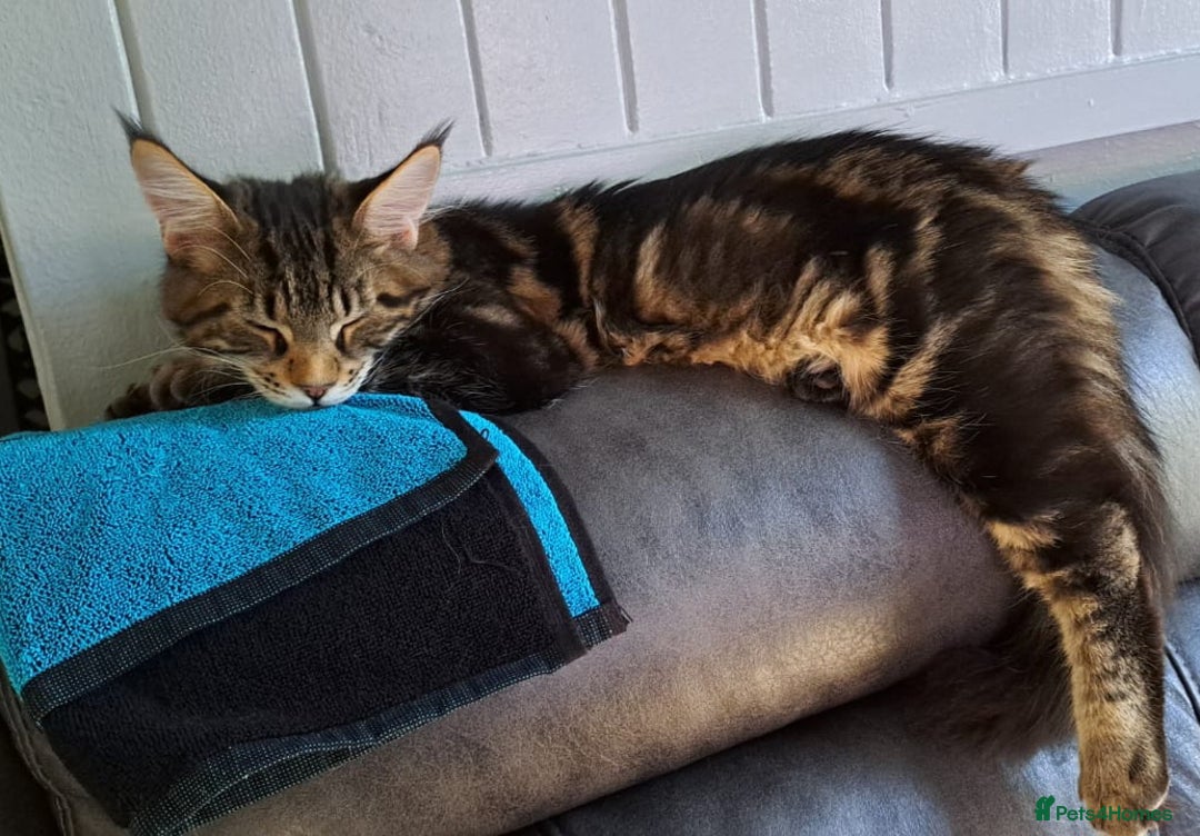 Maine Coon cats for sale: Purebred Maincoon Kitten - Image 8