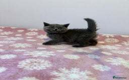 British Shorthair cats for sale: Championline British Blue kittens - Image 9