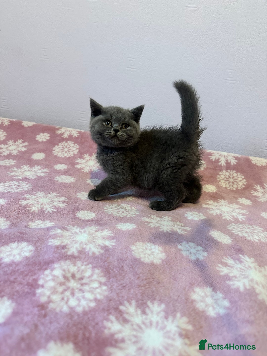 British Shorthair cats for sale: Championline British Blue kittens - Image 9