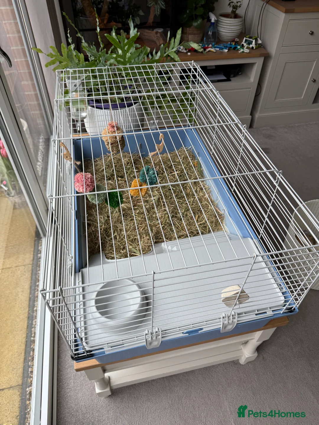 Guinea Pig rodents for sale: Three Female Guinea Pigs  in Newark - Advert 2