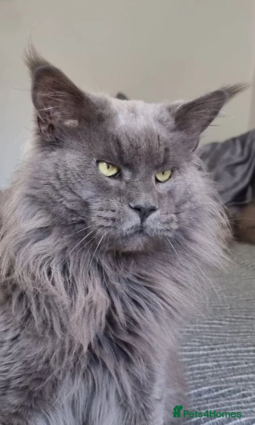 Maine Coon cats for stud: Maincoon for STUD duties in Rainham - Advert 3