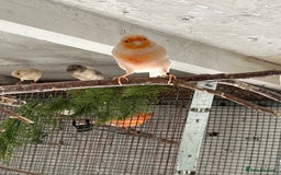 Canaries birds for sale: Canaries for sale - Image 7