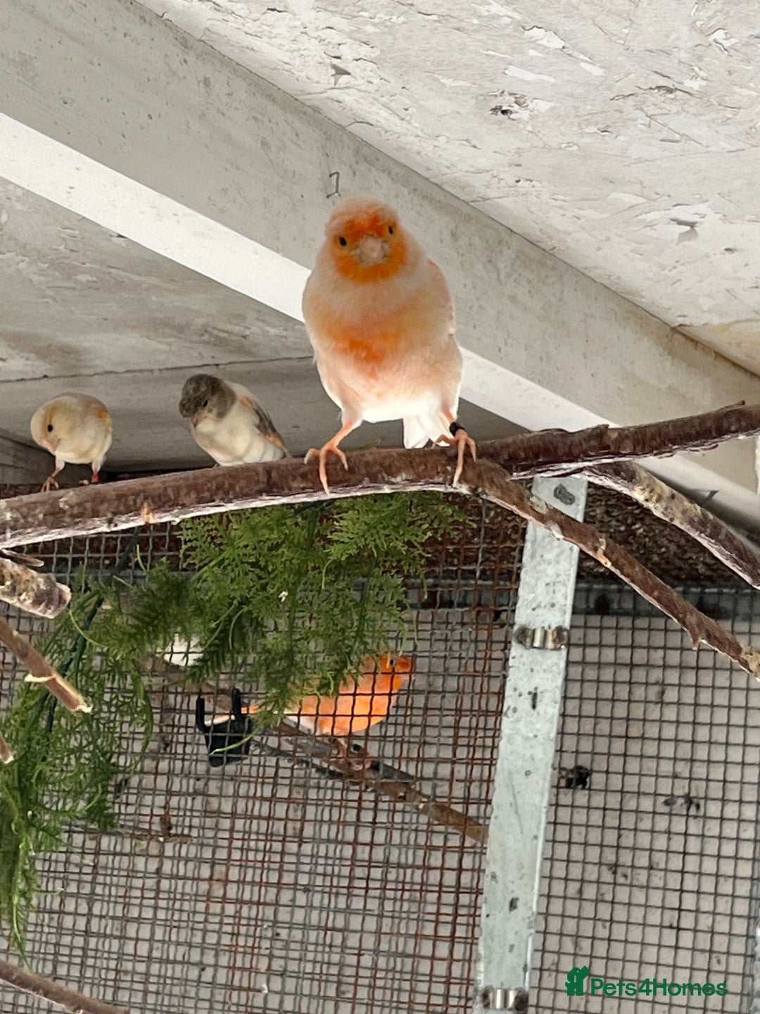 Canaries birds for sale: Canaries for sale - Image 7