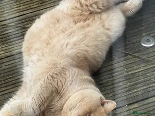 British Shorthair cats Bengal and British short hair mix - Advert 9