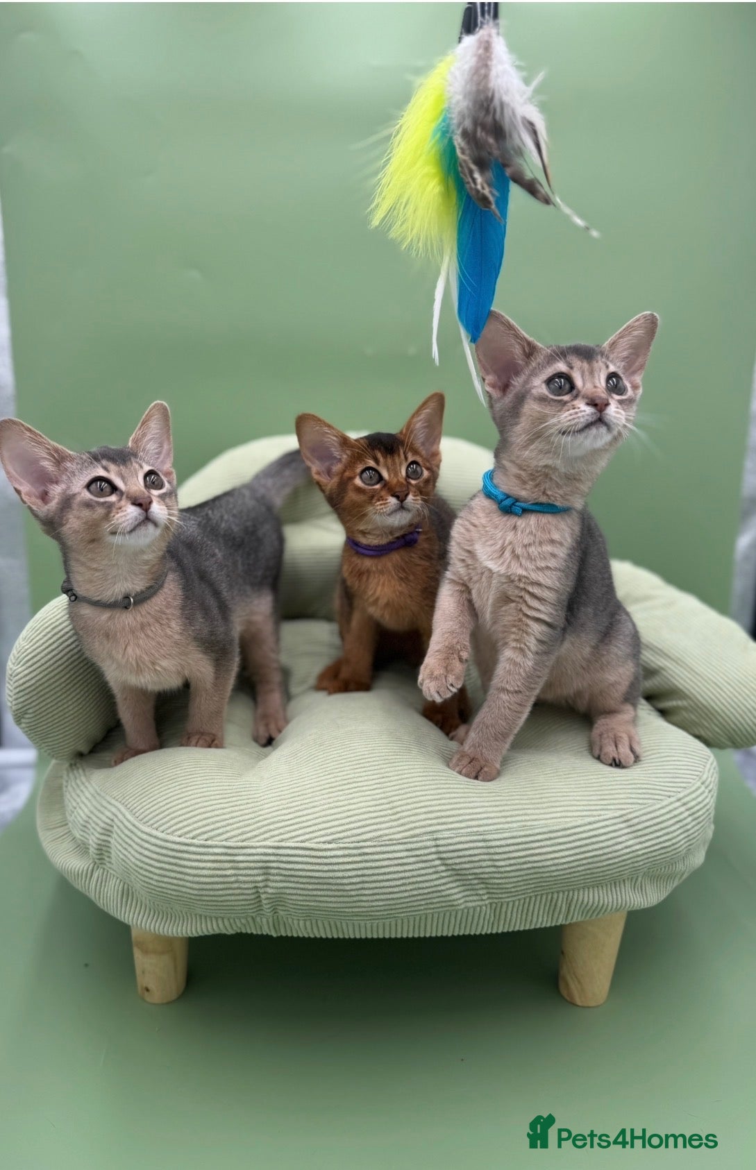 Abyssinian cats Three Abyssinian sisters looking for a new home - Advert 2