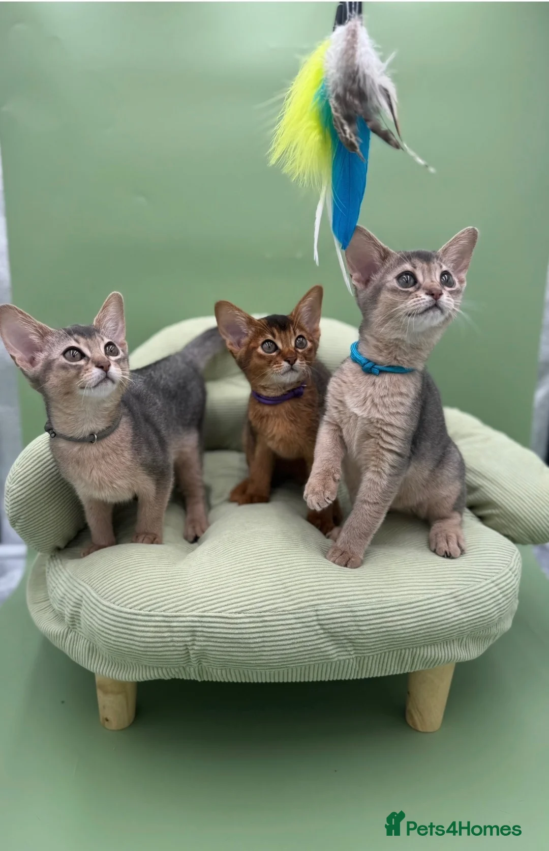 Abyssinian cats for sale: Three Abyssinian sisters looking for a new home - Advert 2