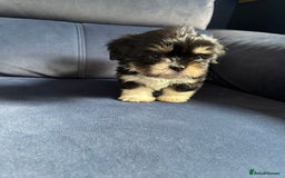 Mixed Breed dogs for sale: Fluffy Lhasa X Puppies – Family Raised! - Image 22