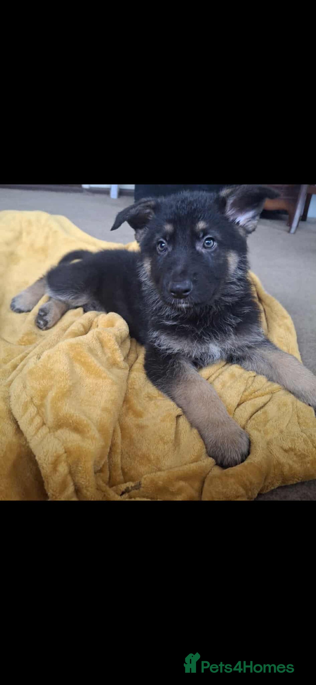 German Shepherd dogs for sale: BEAUTIFUL GERMAN SHEPHERD PUPS READY NOW - Image 3