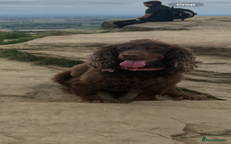 Cocker Spaniel dogs for stud: Working cocker spaniel (tan and brown)  - Image 5