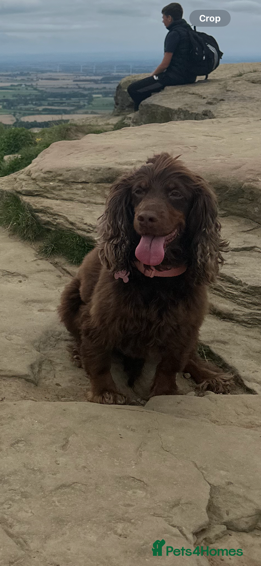 Cocker Spaniel dogs for stud: Working cocker spaniel (tan and brown)  - Image 5