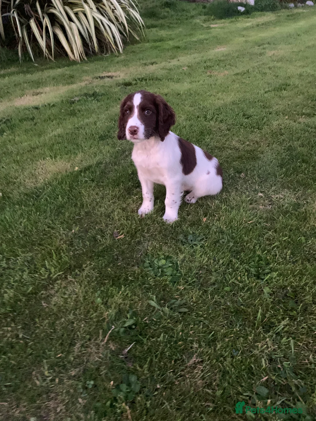 English Springer Spaniel dogs for stud: KC reg Working line springer spaniel stud  in Ammanford - Advert 14