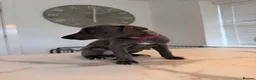 Whippet dogs for sale: KC Whippet Puppies  in Chesterfield - Advert 7