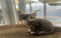 Ragcoon cats for sale: 2 Male kittens looking for forever homes  - Image 3