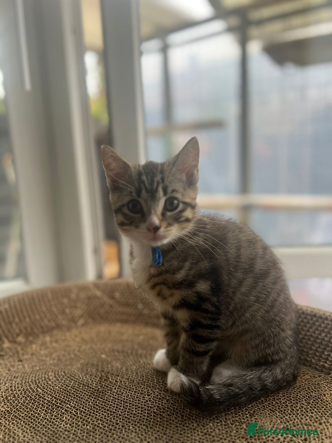 Ragcoon cats for sale: 2 Male kittens looking for forever homes  - Image 3