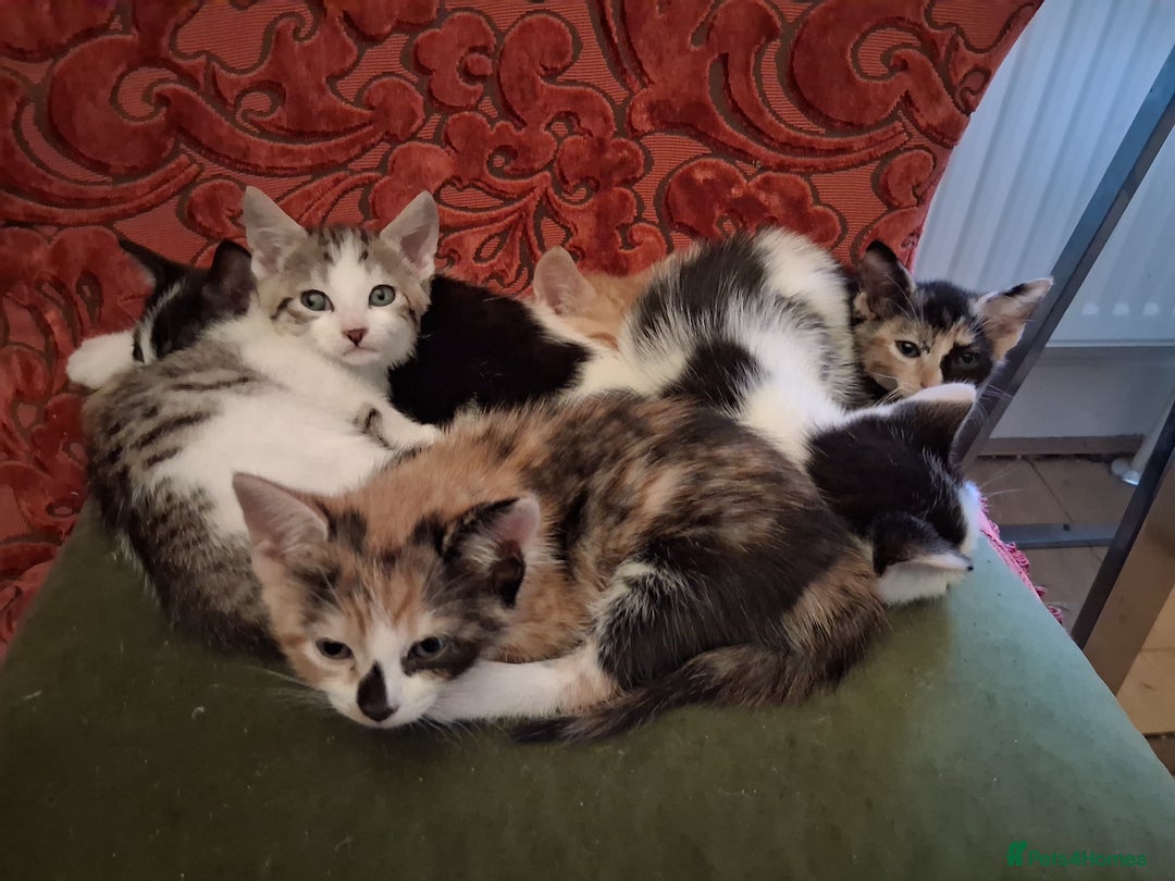 Domestic Shorthair cats for sale: 6 gorgeous mixed breed kittens - Advert 12
